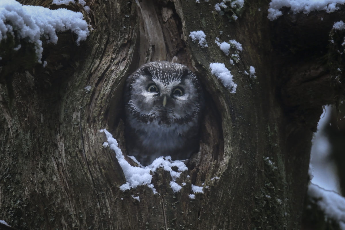 Das Flüstern der Wälder ©Vincent Munier