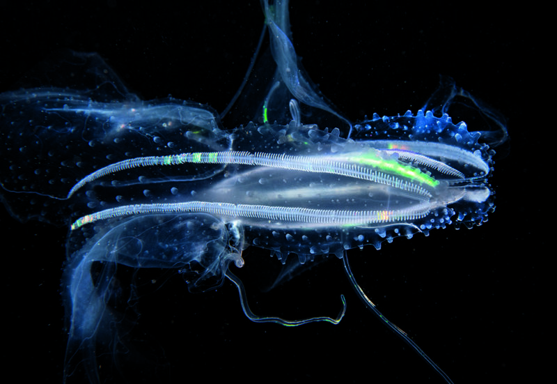 Lappen Rippenqualle © Manfred Wakolbinger